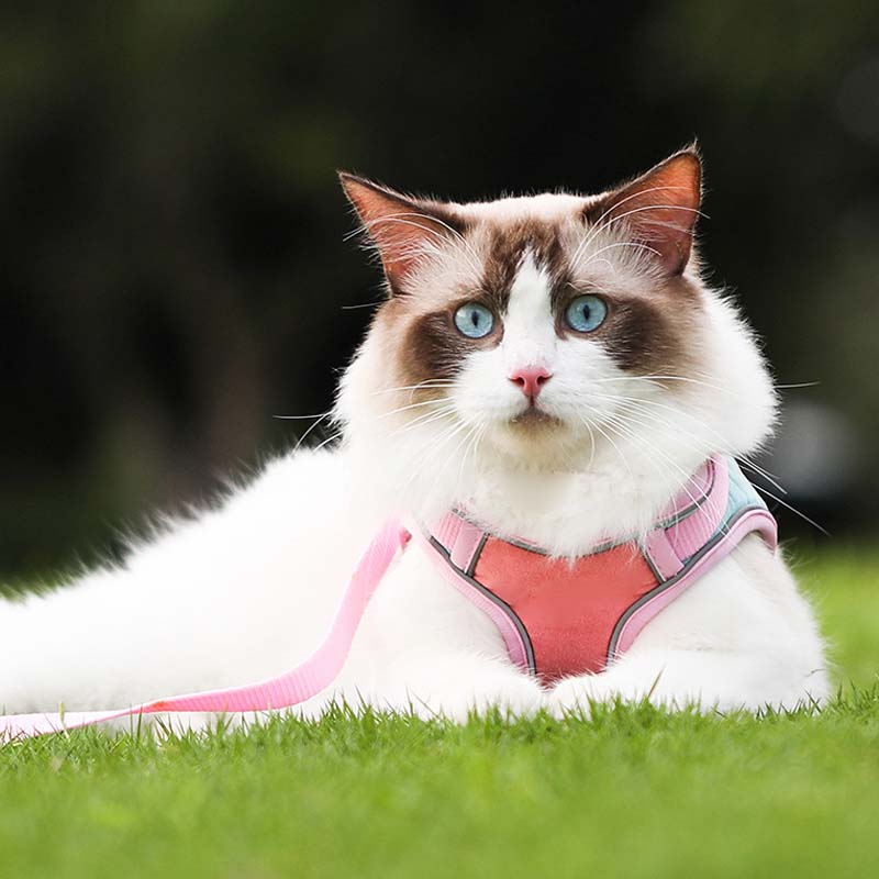🐾Anti-Flucht-Reflexionsband für Katzen mit Leine
